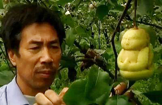 Chinese Farmer Grows Buddha Shaped Pears